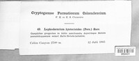 Lophodermium foliicola image